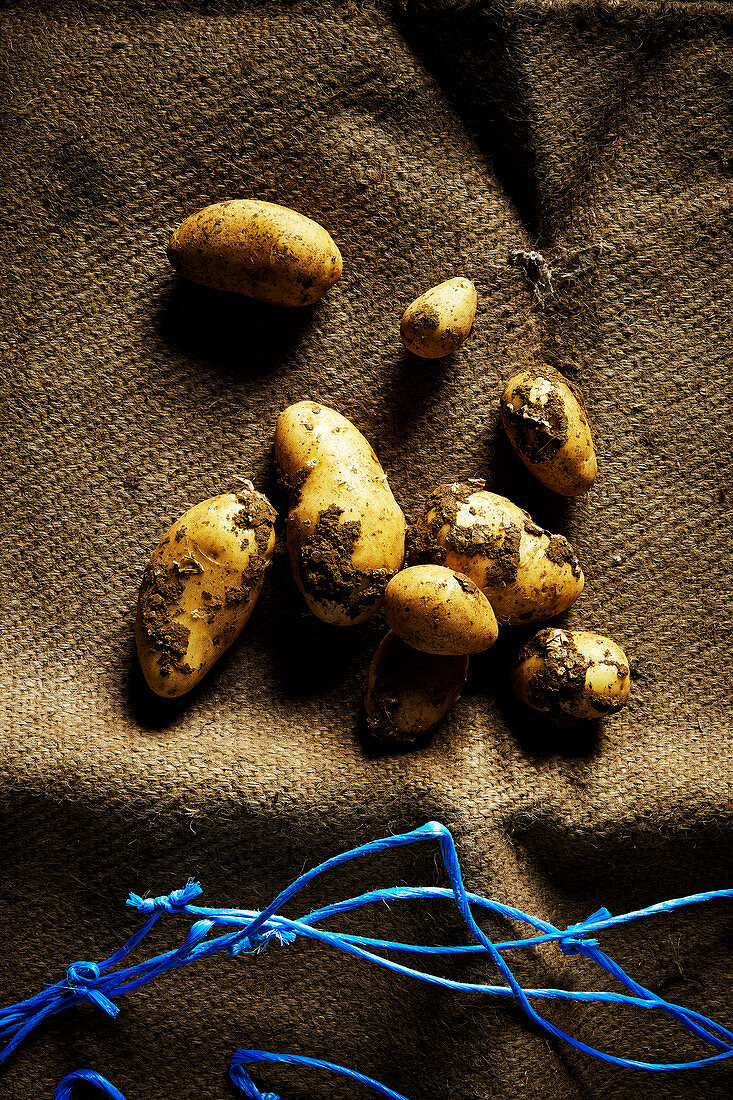 Fresh potatoes on a sack