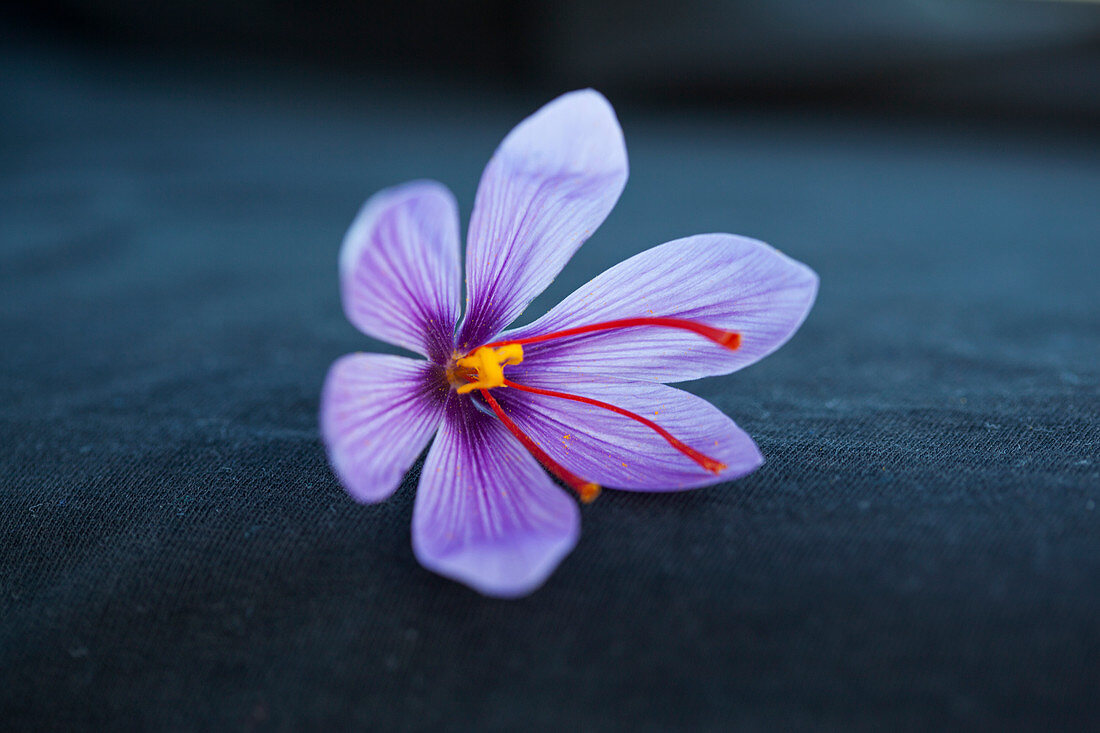 Eine violette Safranblüte (Crocus sativus)