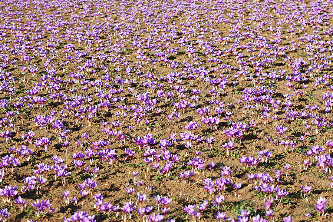 Violett blühender griechischer Safran (Crocus sativus) auf dem Feld