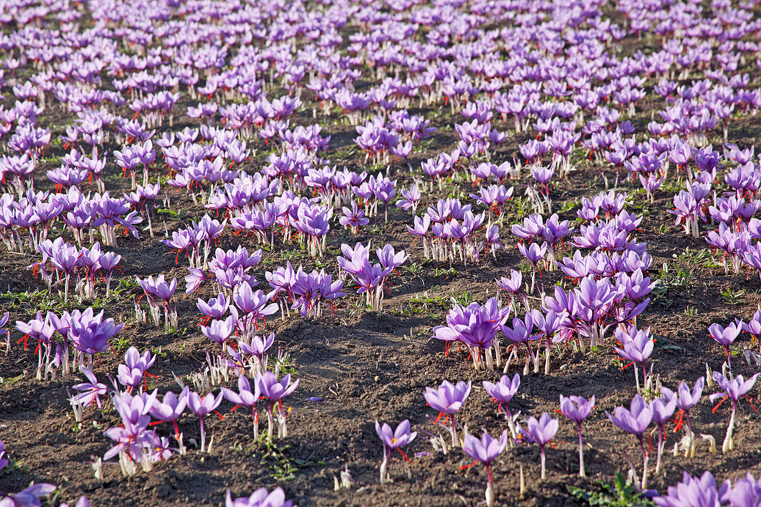 Violett blühender griechischer Safran (Crocus sativus) auf dem Feld