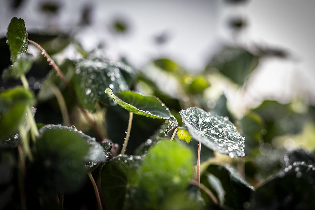 Nasturtium