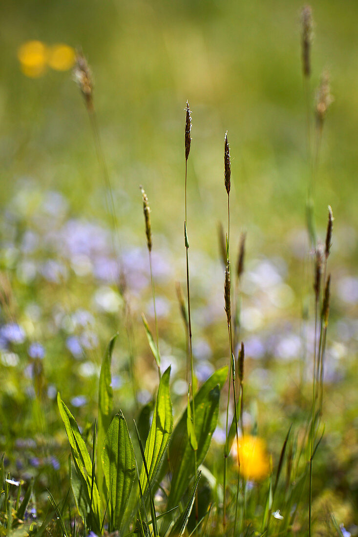 Alpen-Wiesenblume