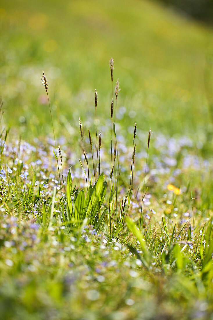 Alpine meadow flowers