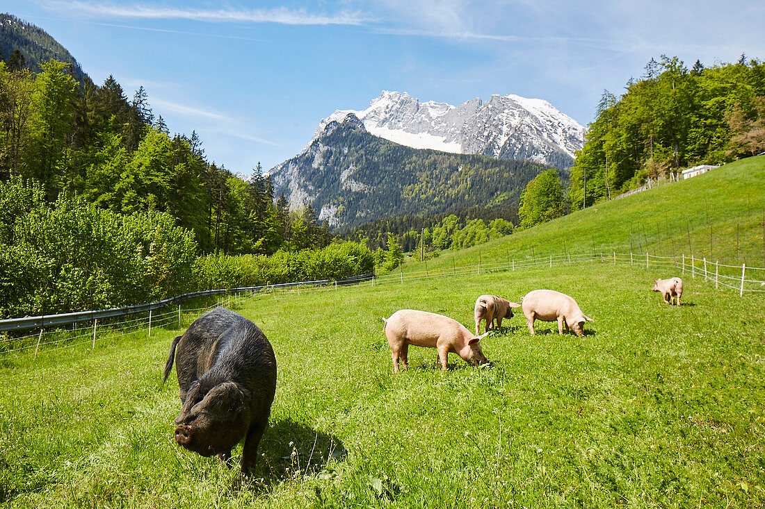 Alpine pigs near Berchtesgaden, Bavaria, Germany