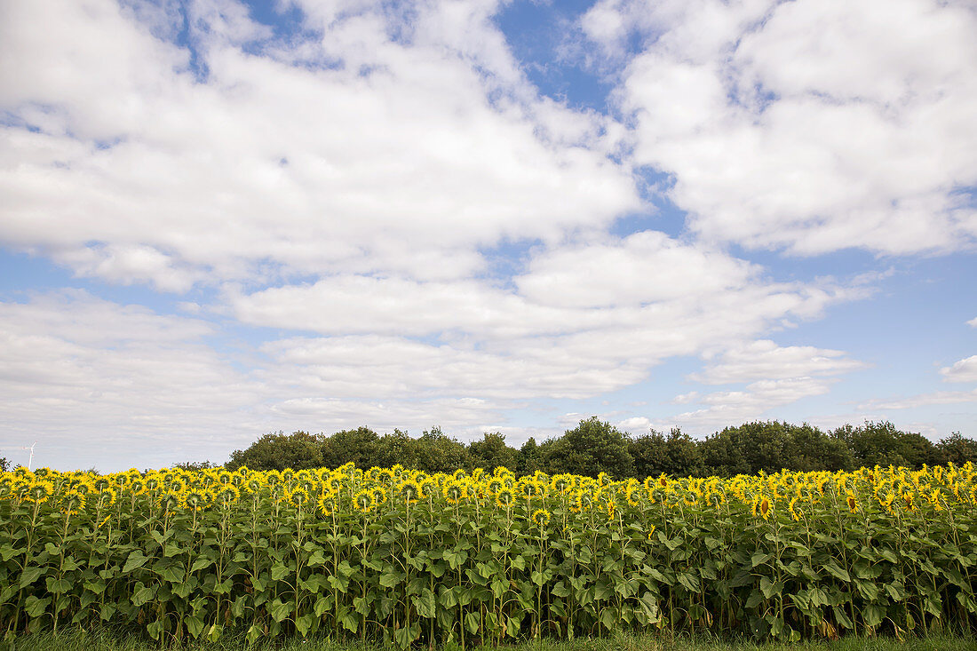 A sunflower field, Saarland, Germany