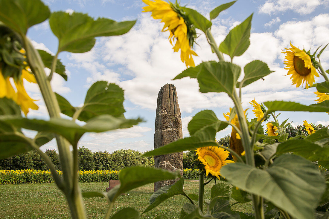 The Gollenstein near Blieskastel and a sunflower field, Saarland, Germany