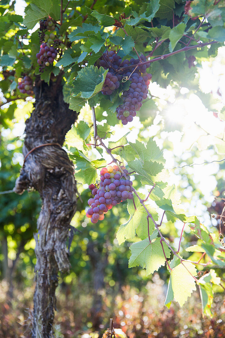 Red wine grapes on the vine