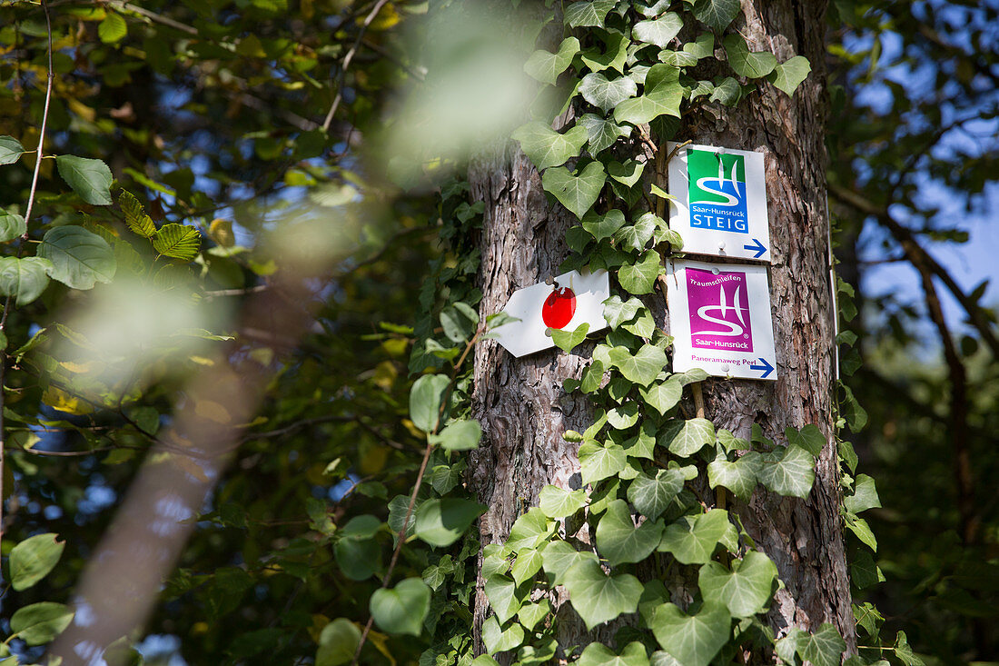 Hinweisschilder für Wanderer auf Baumstamm