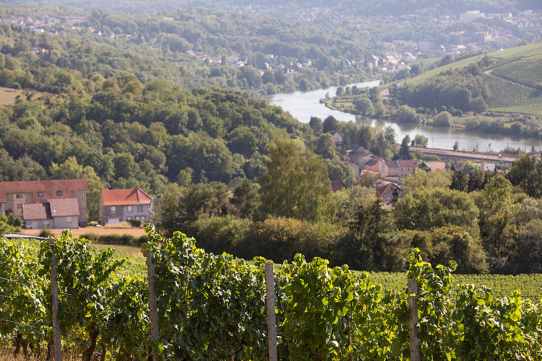 A vineyard hiking route with a view of France and Luxembourg (tri-border area)