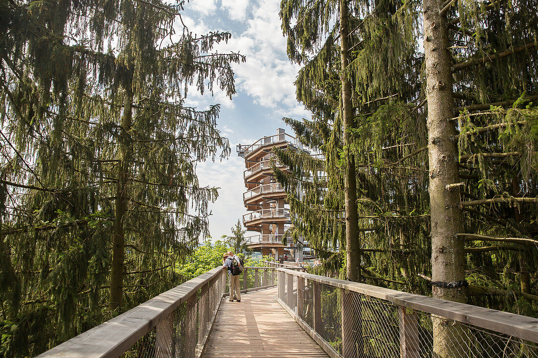 Treetop Walk above the Saarschleife, Saarland, Germany