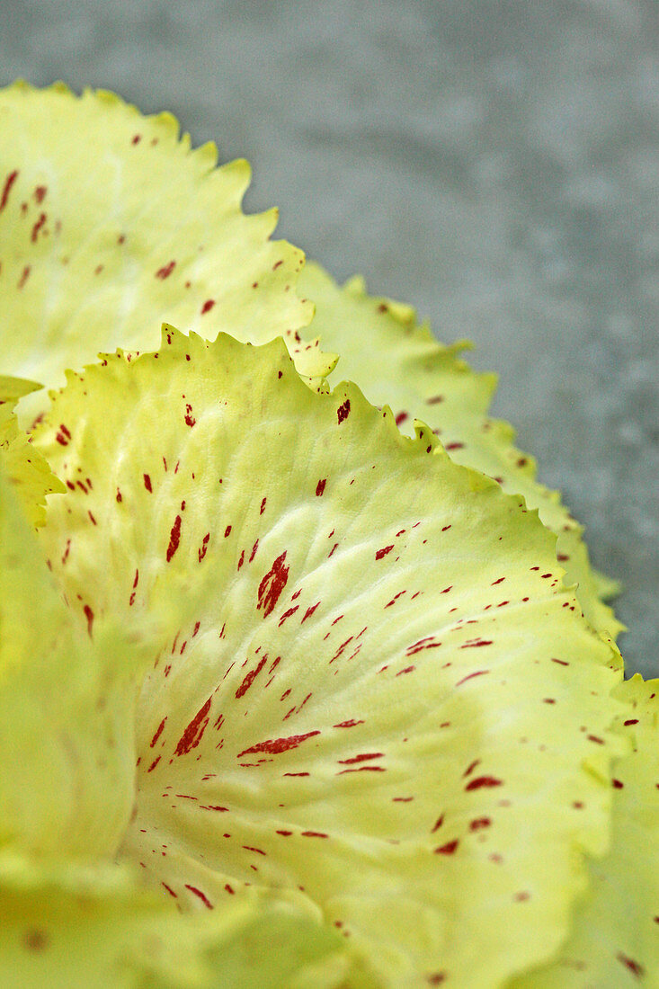 Radicchio der Sorte 'Variegata di Castelfranco' (Detailansicht)