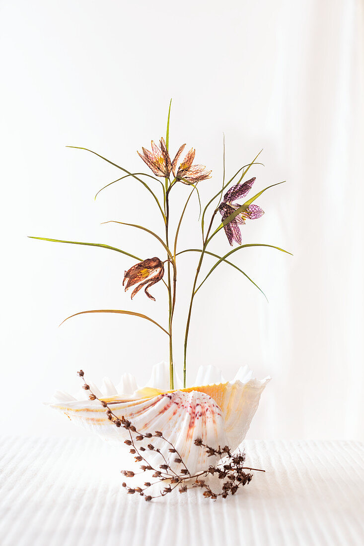 Delicate arrangement of snake's head fritillaries in seashell