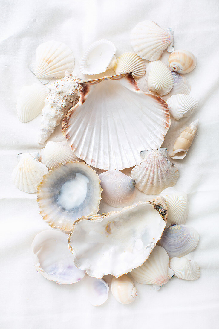 Still-life arrangement of various seashells on white fabric