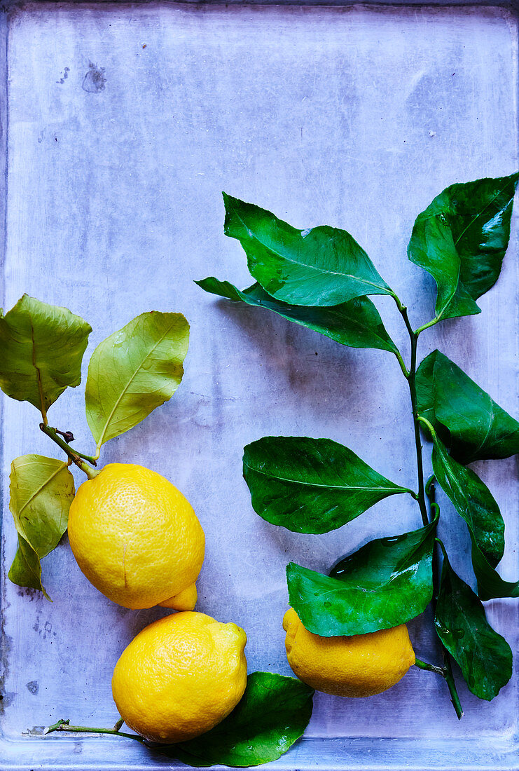 Stilleben mit Zitronen und trockenen Zitronenblättern