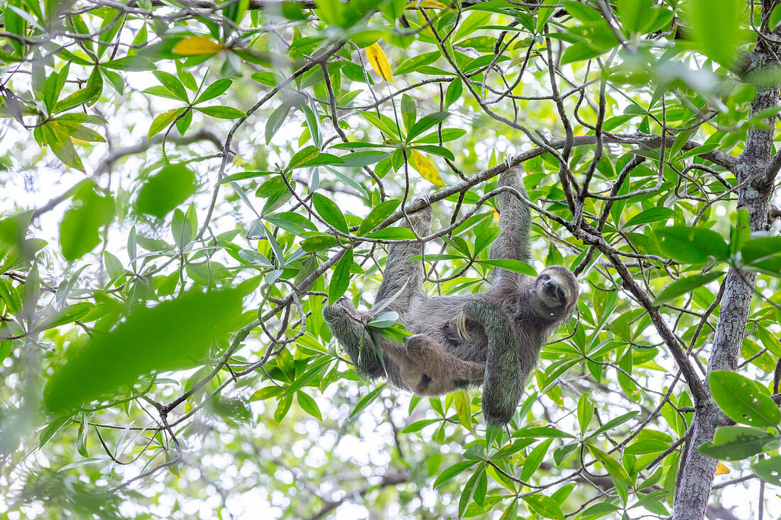 Faultier in den Mangroven, bei Playa Blanca, Halbinsel Osa, Costa Rica, Zentralamerika, Amerika