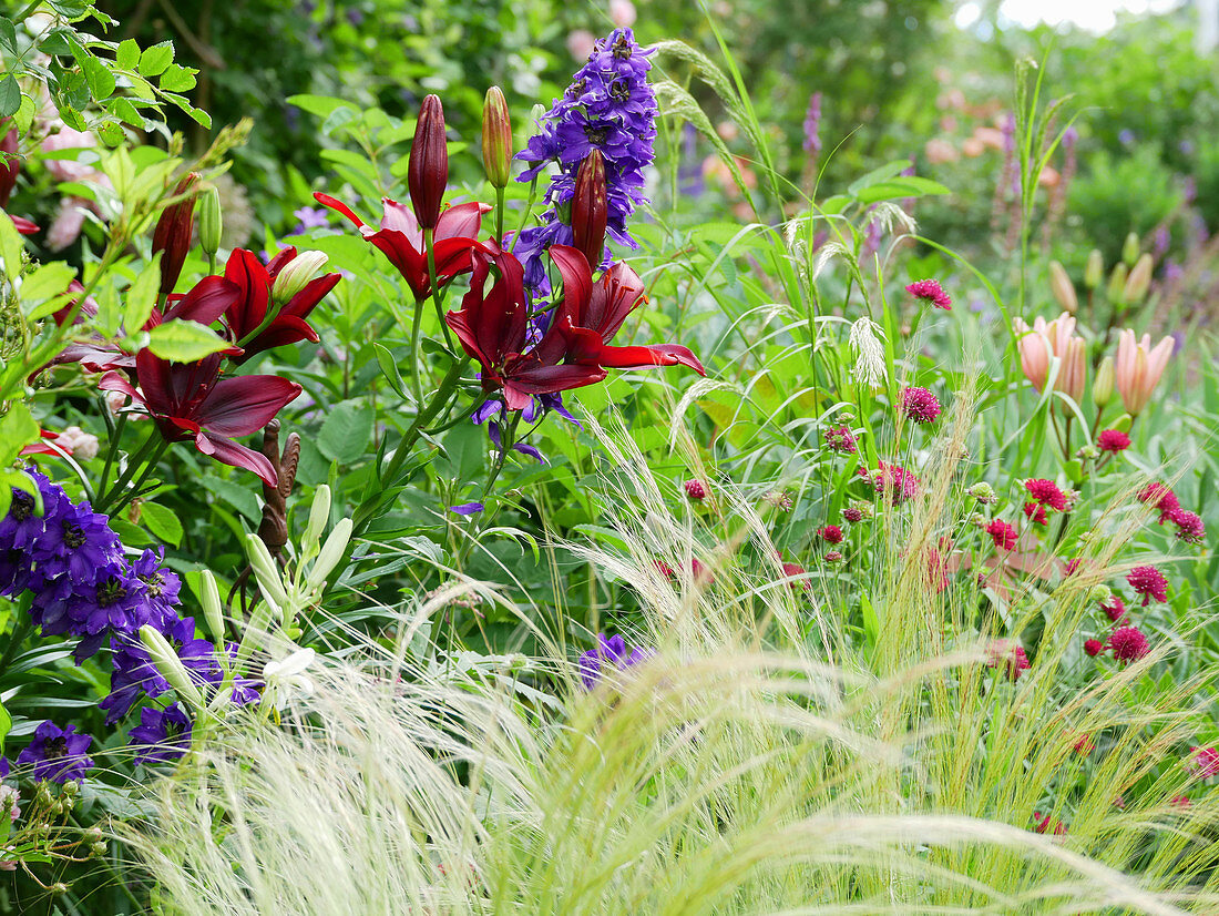 Dark red 'Foreigner' lily with delphinium, Macedonian widow flower 'Mars Midget' and hair grass