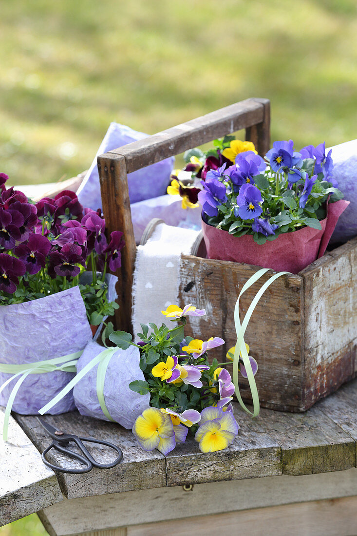 Violas wrapped in paper as gifts