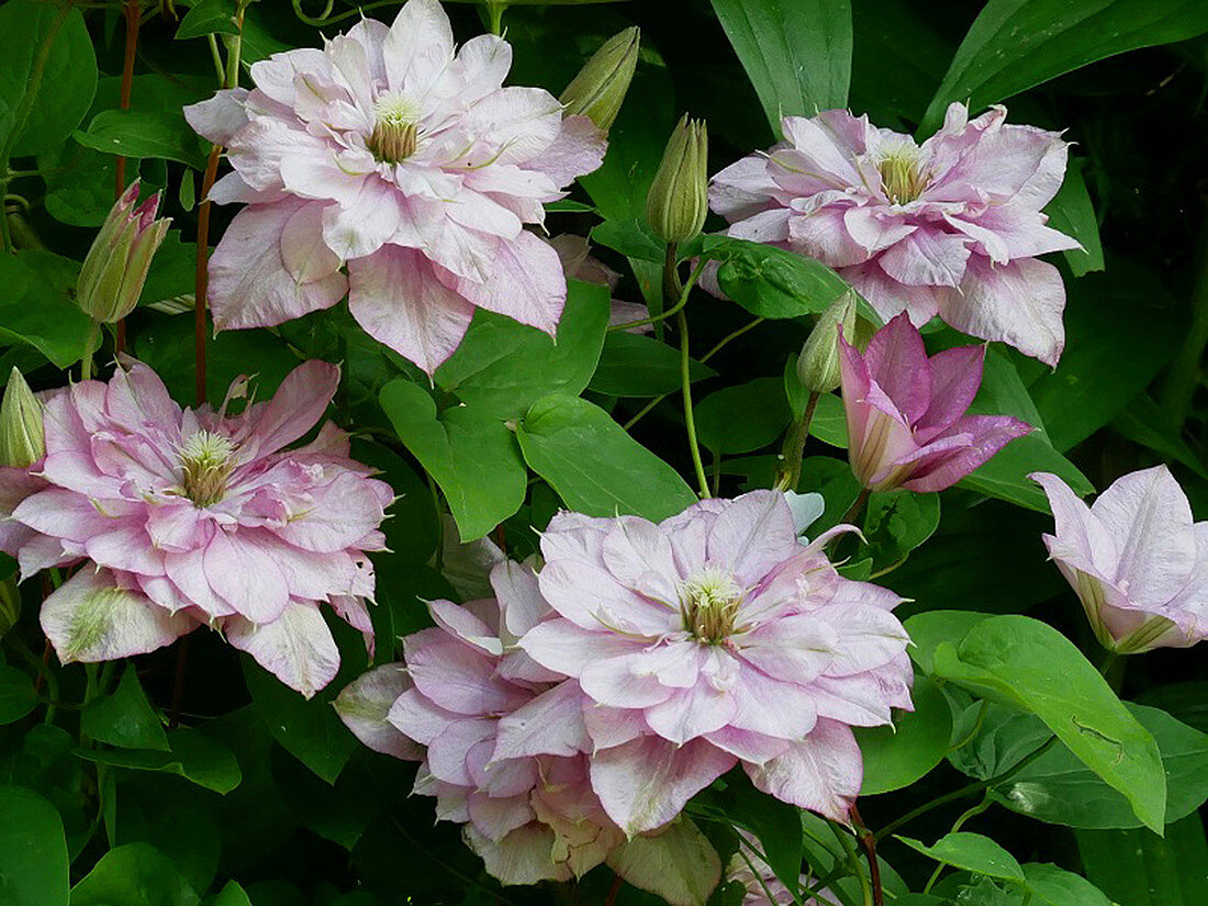Double flowers of Clematis 'Innocent Glance'