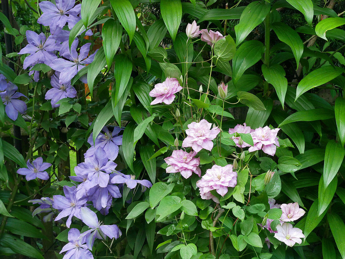 Clematis 'Mrs Chomondeley' and Clematis 'Innocent Glance' with double flowers