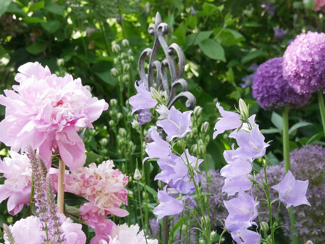 Flowering perennial bed with peony, bellflower and Allium