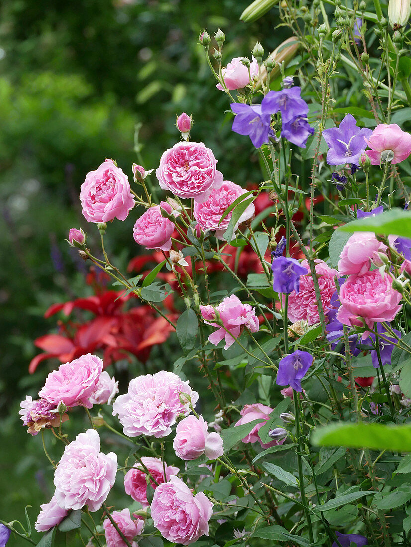 English rose 'Harlow Carr' and bluebells