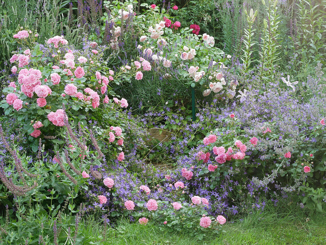 Small shrub rose 'Pink Swany' and 'Lovely Meidiland' with sage, bellflower and catmint 'Six Hills Giant'