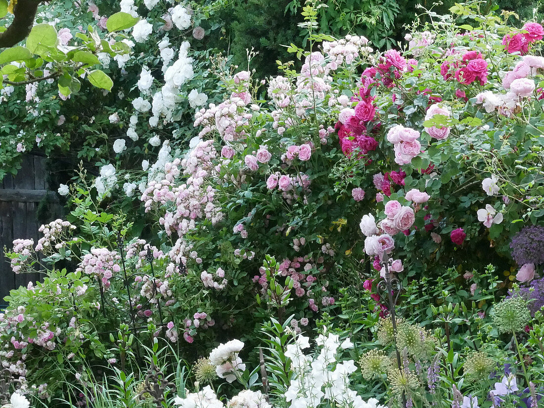 Kletterrose 'Climbing Iceberg', 'Frau Eva Schubert', 'Sweet Laguna', 'Laguna' und 'Constance Spry'