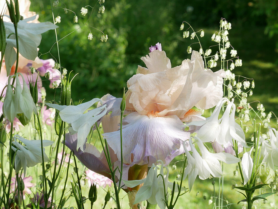 Iris 'Celebration Song' and Columbine with Quaking-grass