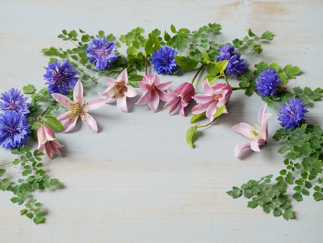 Lay-out with flowers of Clematis 'Mienie Belle' and cornflowers, framed with leaves of Maidenhair fern