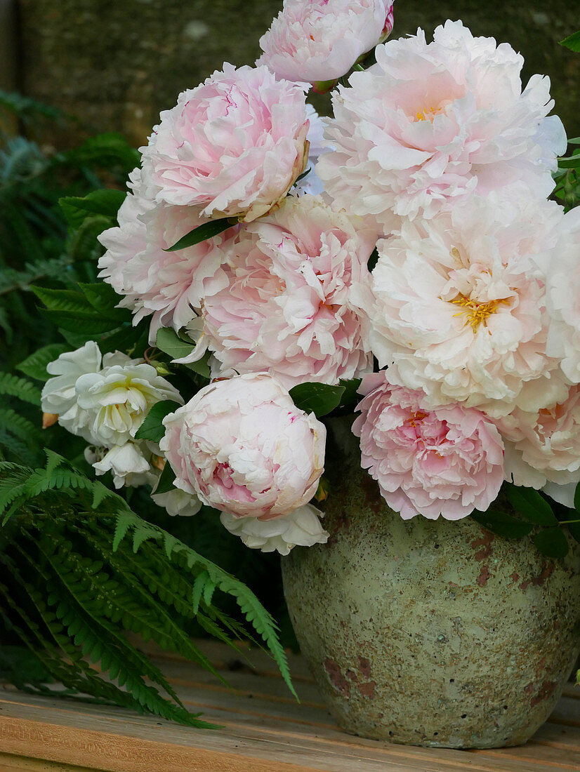 Bouquet of peony flowers 'Sarah Bernhard'