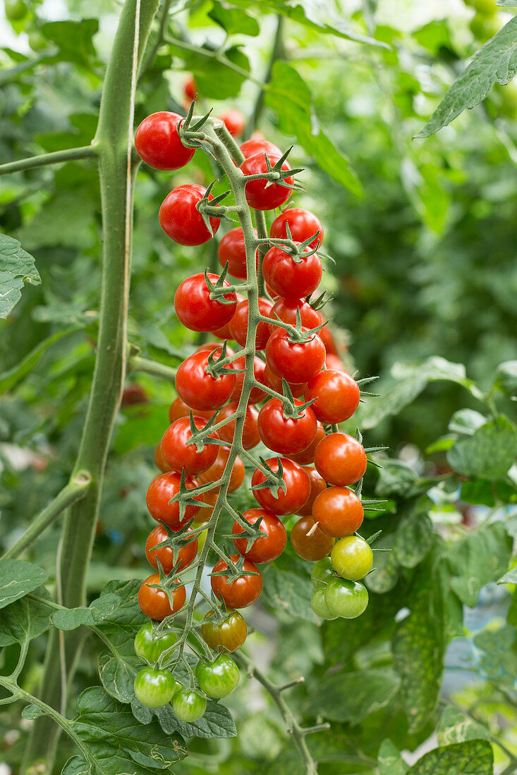 A long bunch of Red Solena tomatoes in a greenhouse