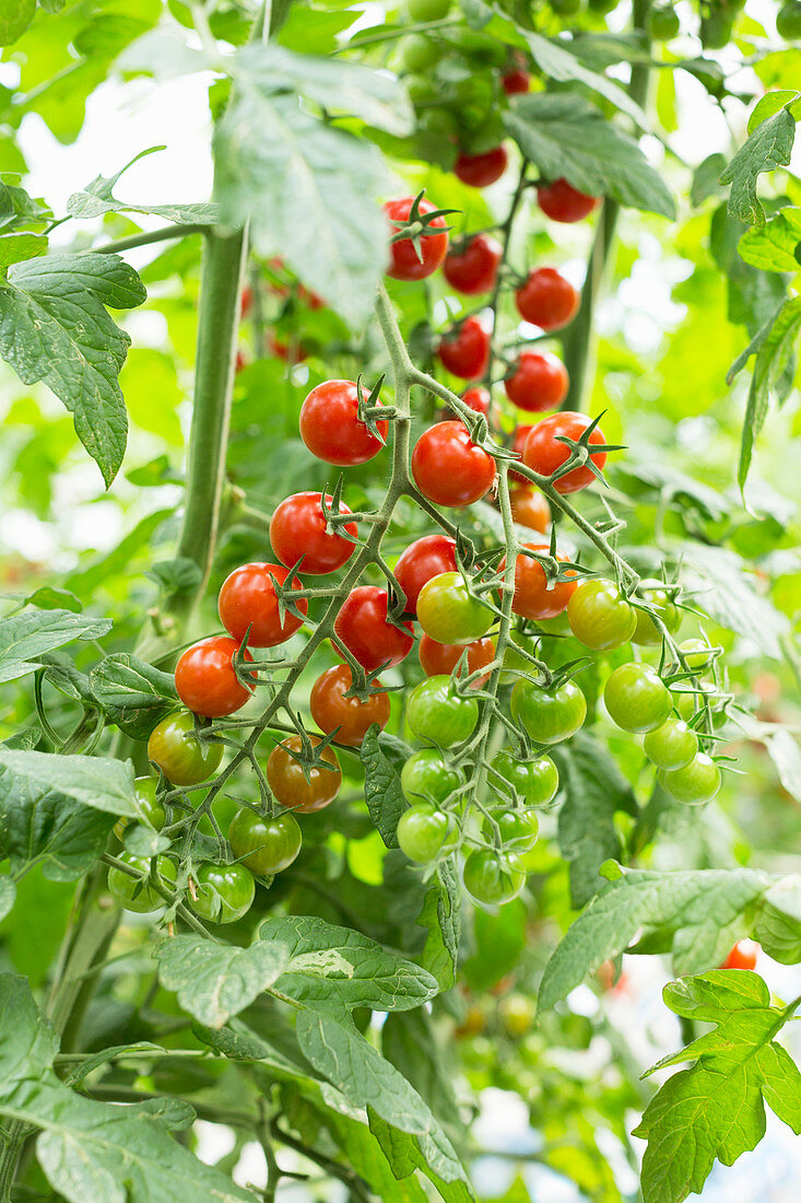 Tomatenrispe im Treibhaus