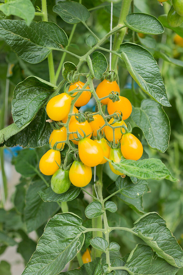 Yellow submarine tomatoes on a vine