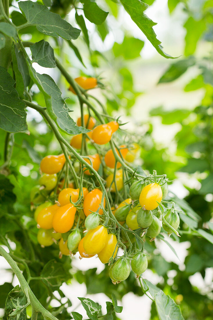 Große Tomatenrispe im Treibhaus