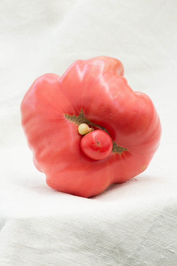 Red tomato on a white background