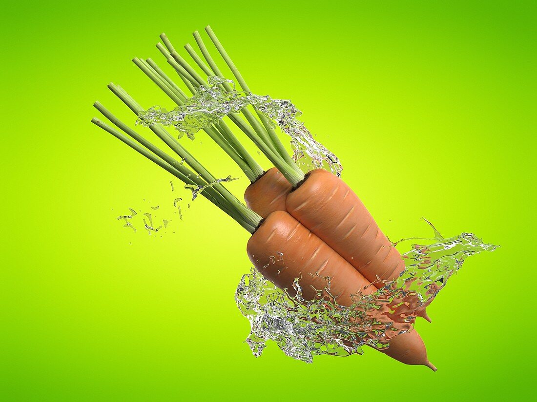 Carrots and water splash, illustration