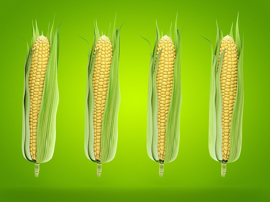 Corn on the cob, illustration