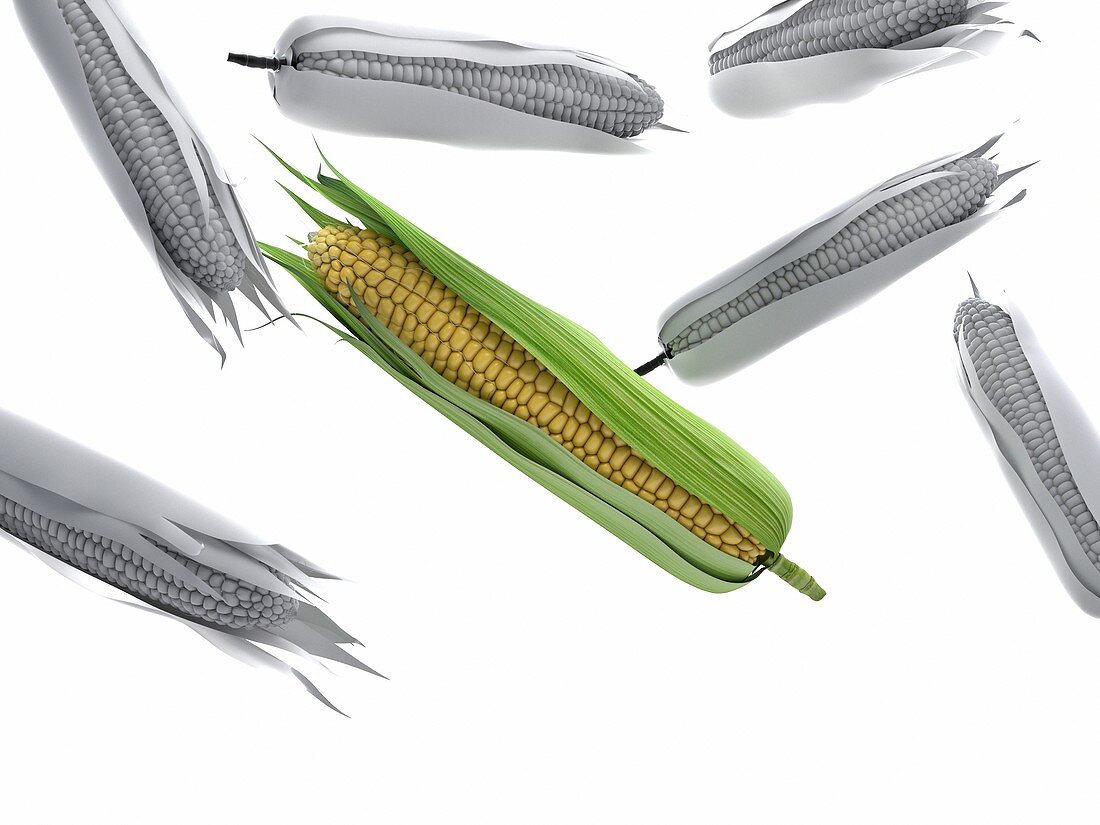 Corn on the cobs, illustration