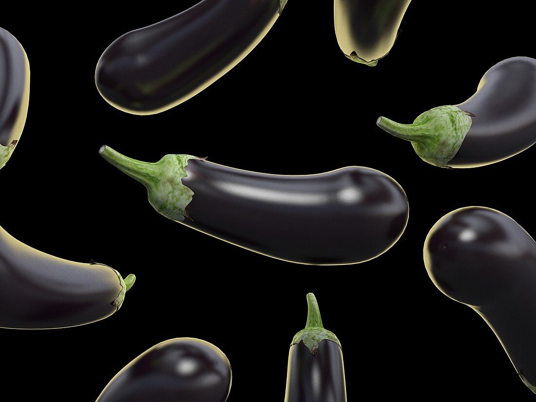 Eggplants, illustration