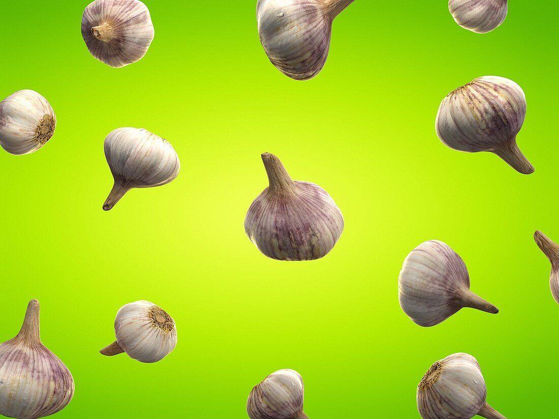 Garlic, illustration