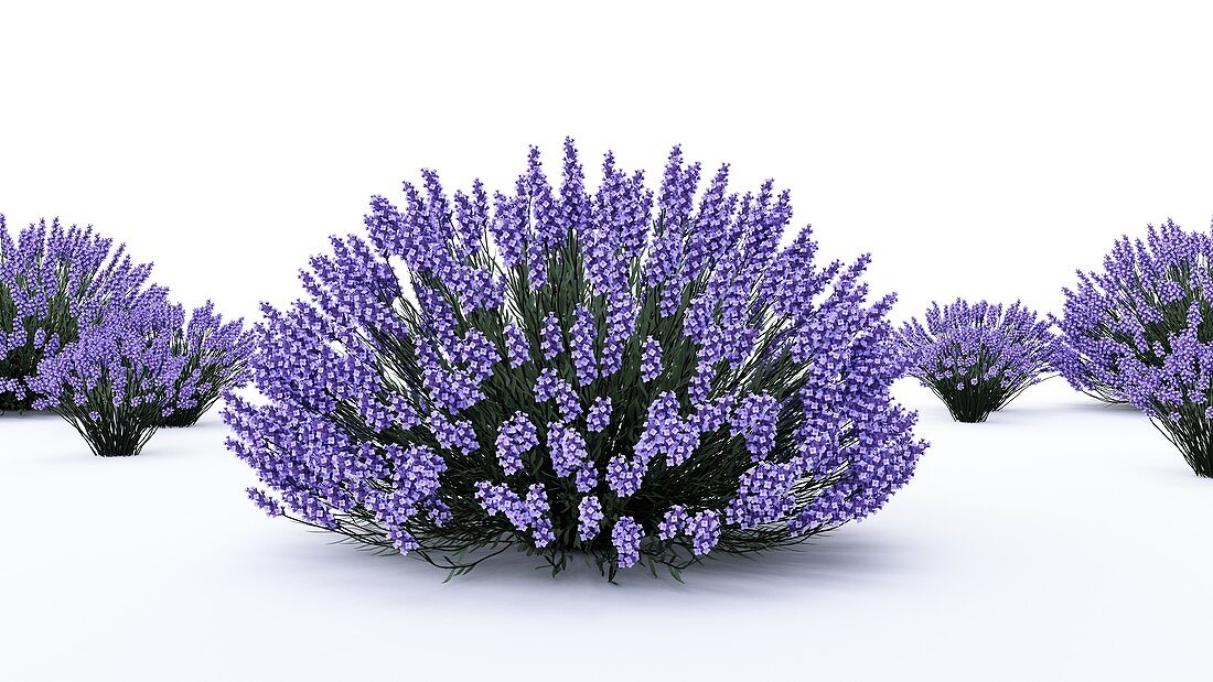Lavender, illustration