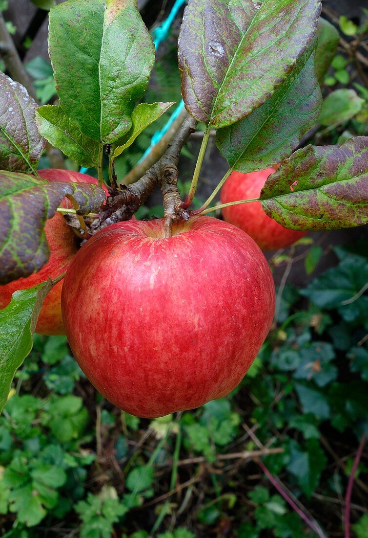 Apple (Malus domestica 'Bardsey')