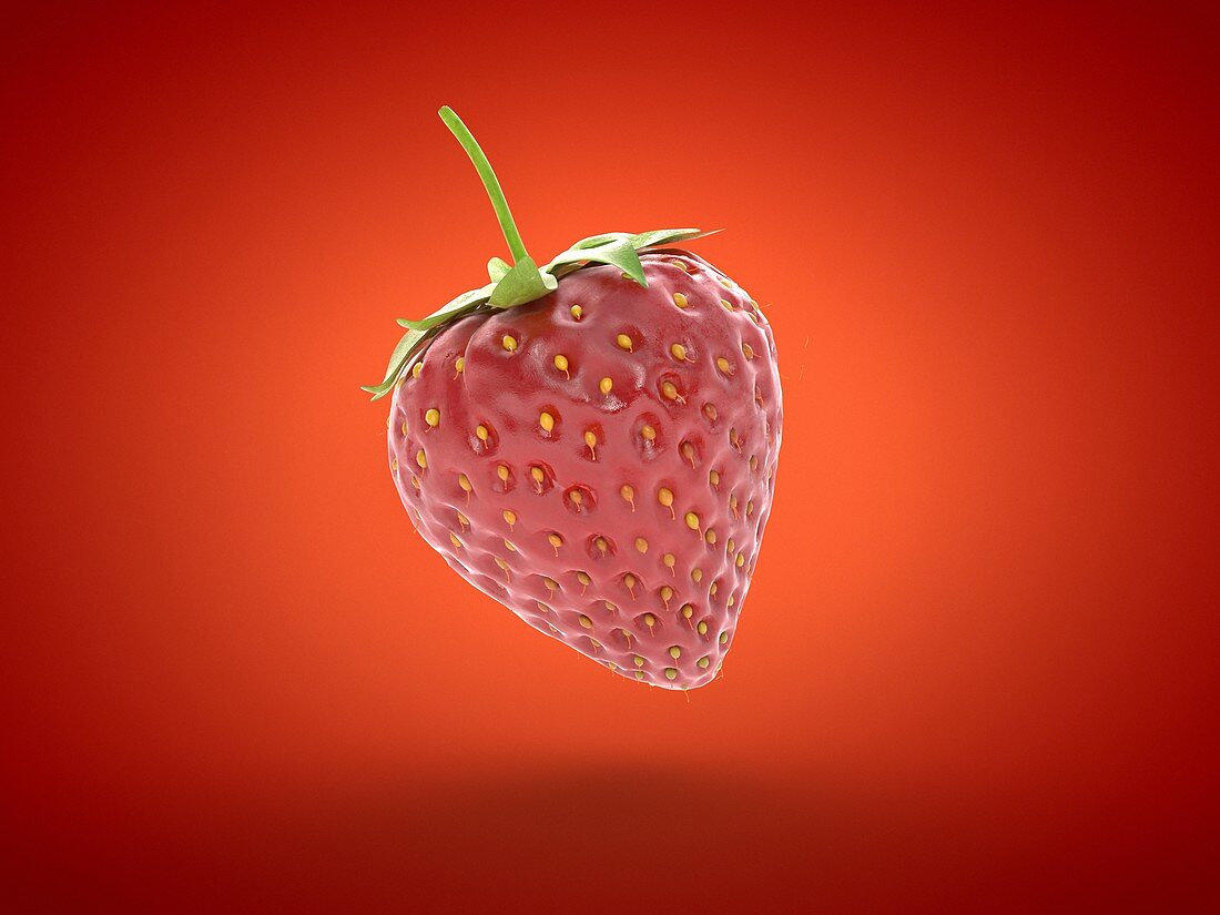 Strawberries, illustration