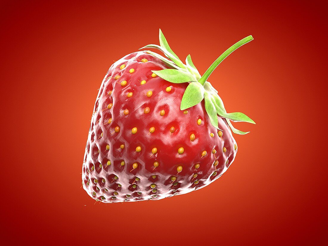 Strawberry, illustration