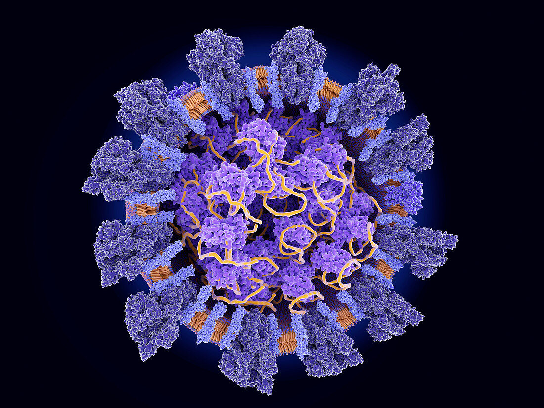 Covid-19 coronavirus particle, illustration