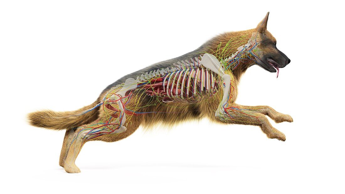Dog internal anatomy, illustration