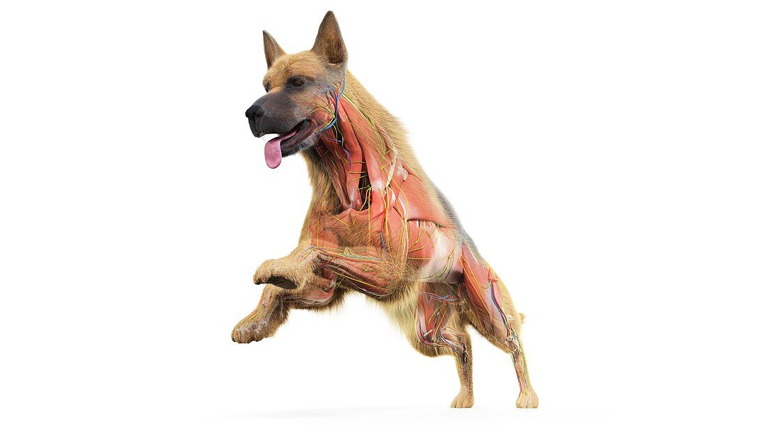 Dog muscles, illustration