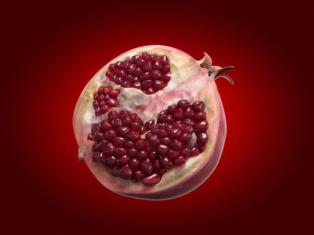 Pomegranate, illustration