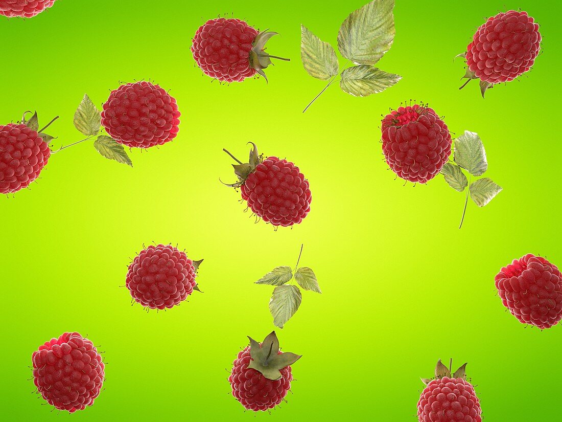 Raspberries, illustration