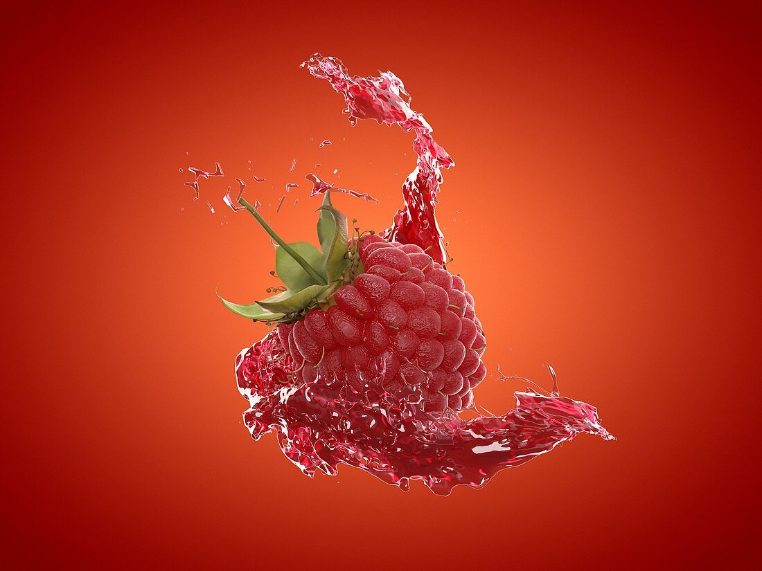 Raspberry splash, illustration